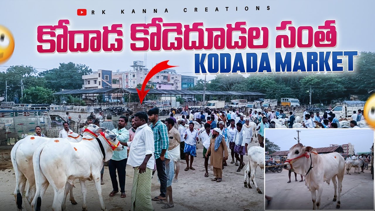 కోదాడ సంతలో ఒంగోలు జాతి పాలపల్ల కోడెల రేట్లు-bulls market in  kodada telangana-kodada bulls market