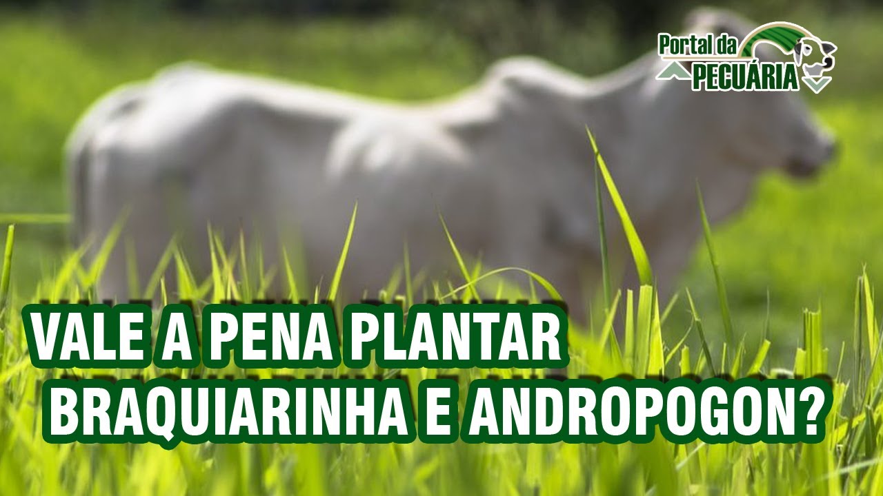 Vale a pena plantar Braquiarinha e Andropogon?