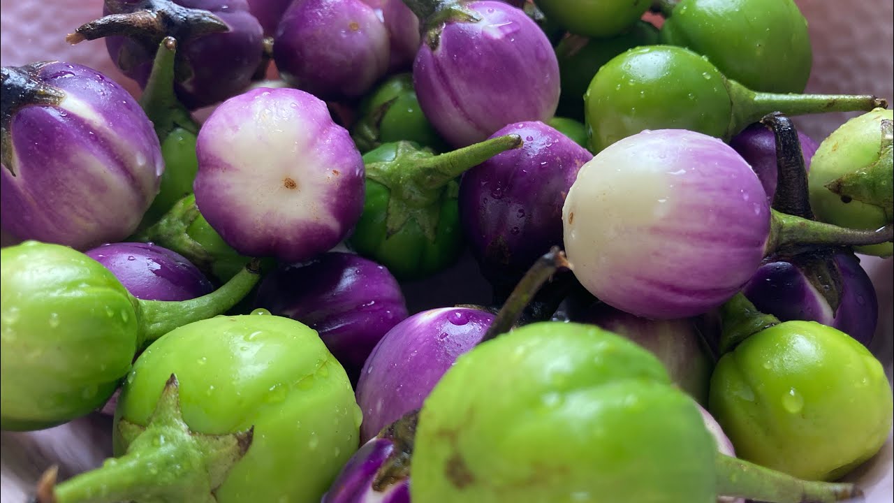Simple & Tasty bitter eggplant recipe || Naga Kitchen