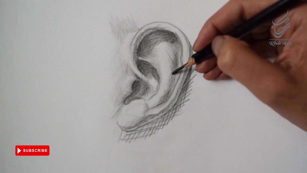 رسم الاذن | معلومات مهمة في تشريح الاذن