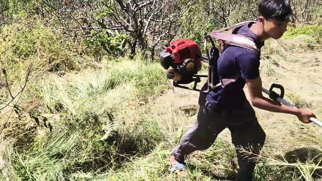 Gass cutting| पहाड़ी जीवन| #phadilifestyle #nature #mountains #phadivibes 