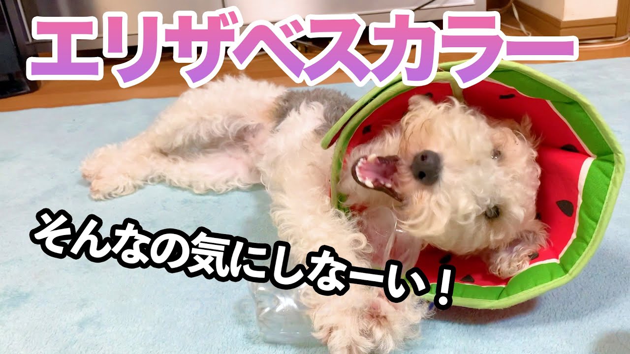 エリザベスカラーを着けられてしまったきなこ　MugiVlog23