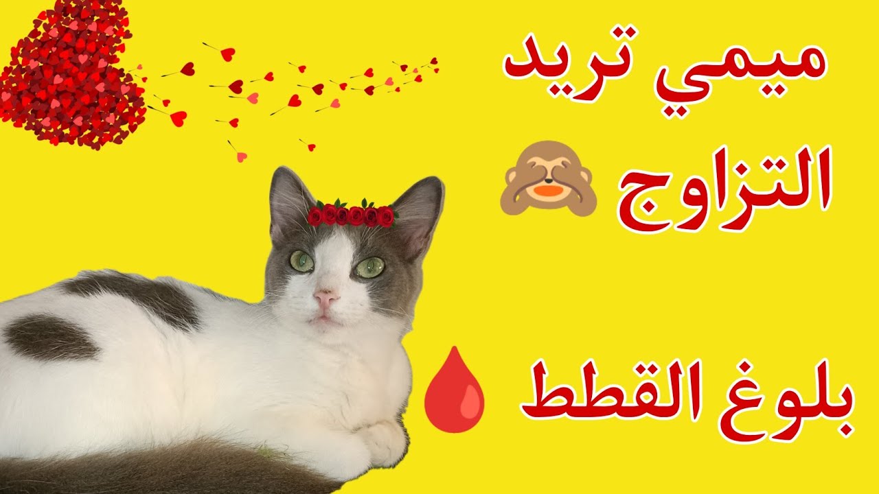 علامات التزاوج عند القطط/تزاوج القطة الأنثى💍شوفو حركات ميمي 😺