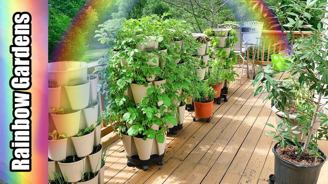 What's Growing in May?  Tomatoes, Citrus Trees, Blueberries, Potatoes, Lettuce, More!