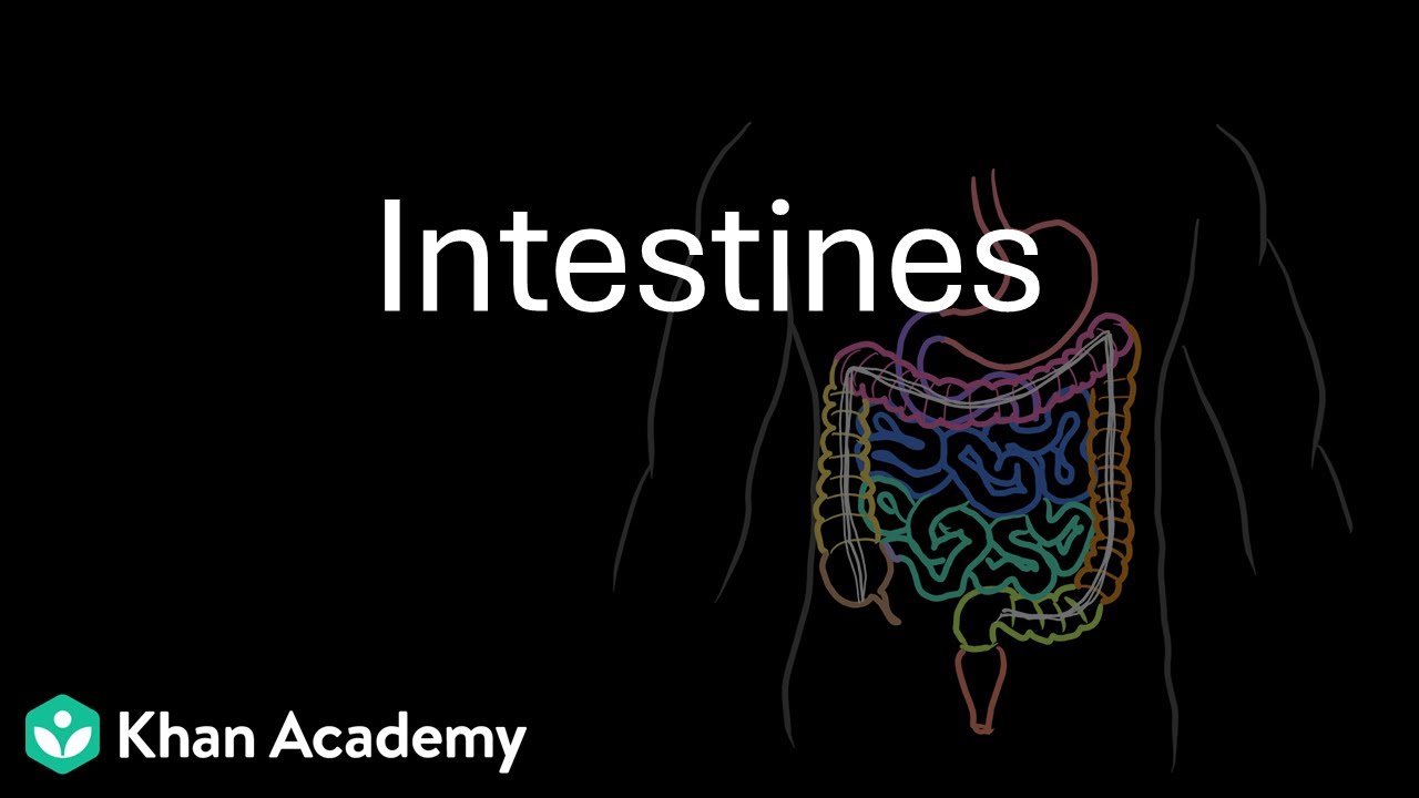 Small Intestine and Large Intestine | Digestion and absorption | Class 12 | Zoology | Telangana