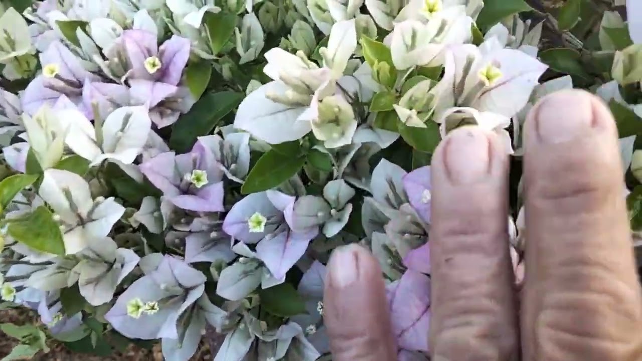Cập nhật hoa giấy 17.thang.12 âm lịch và tươi nước nuôi hoa