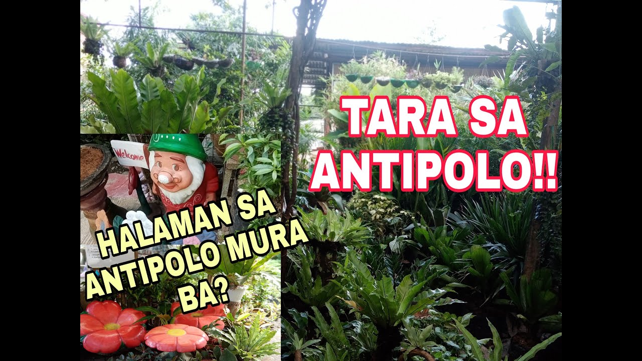 PRESYO NG HALAMAN SA ANTIPOLO CITY/MURA NGA BA ANG HALAMAN? /PLANT FAIRY VLOGS