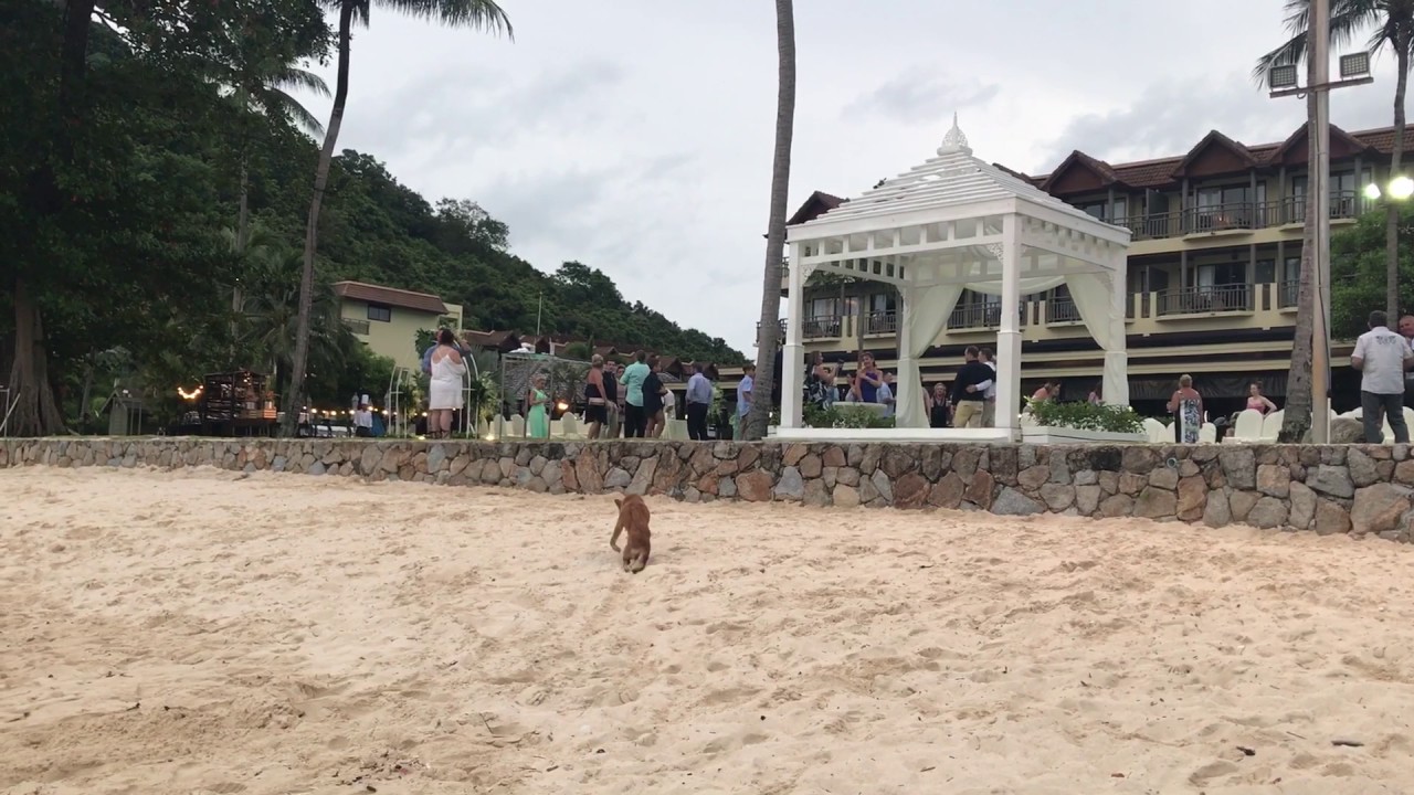 Disable Street dog on Phuket beach