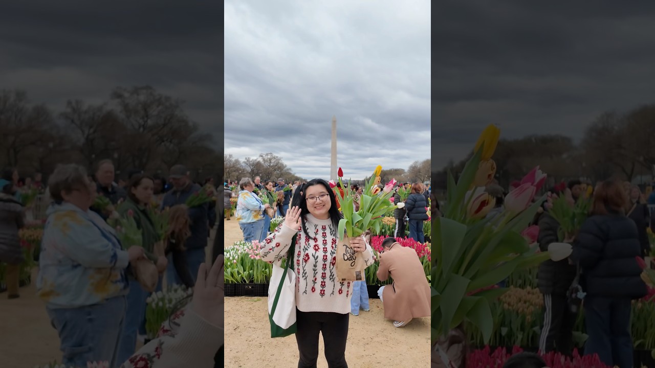 Tulip day in DC 🌷 #shorts #tulips #tulip #washingtondc #vlog #flowers #flowerpicking #tulipday