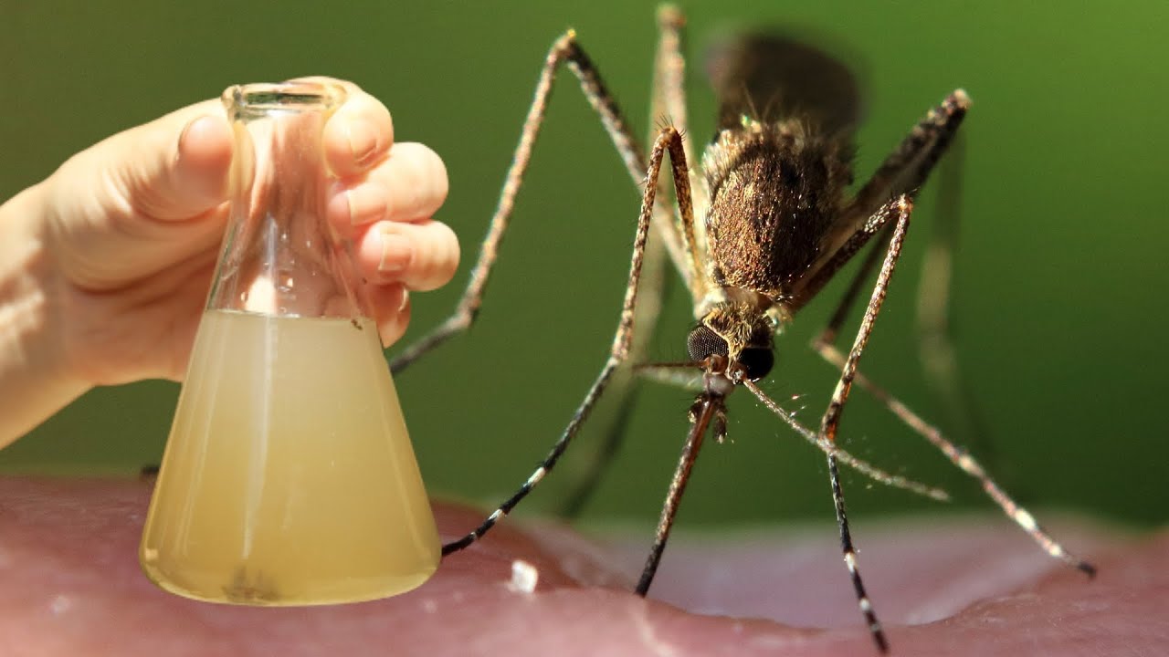 DIT is sterker dan 100 insectenwerende middelen! Geen muggen meer