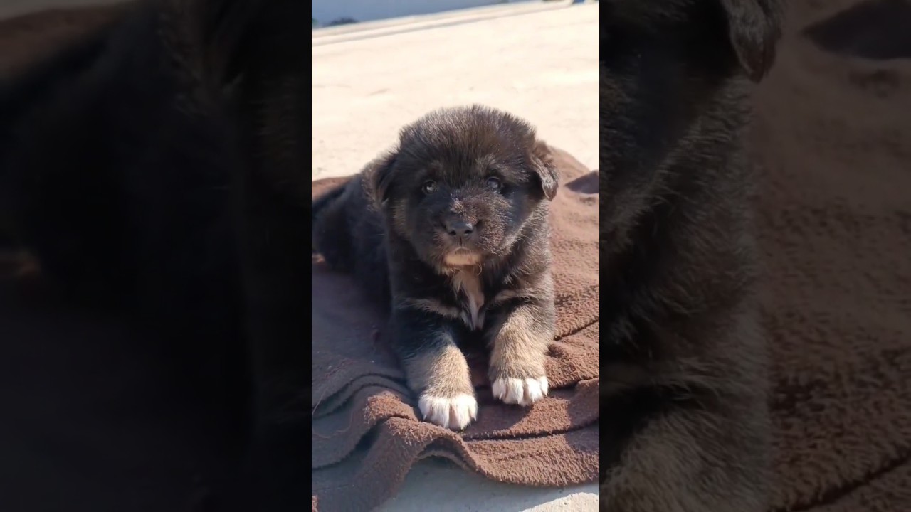 bhotia dog transformation 25 days to 4 months