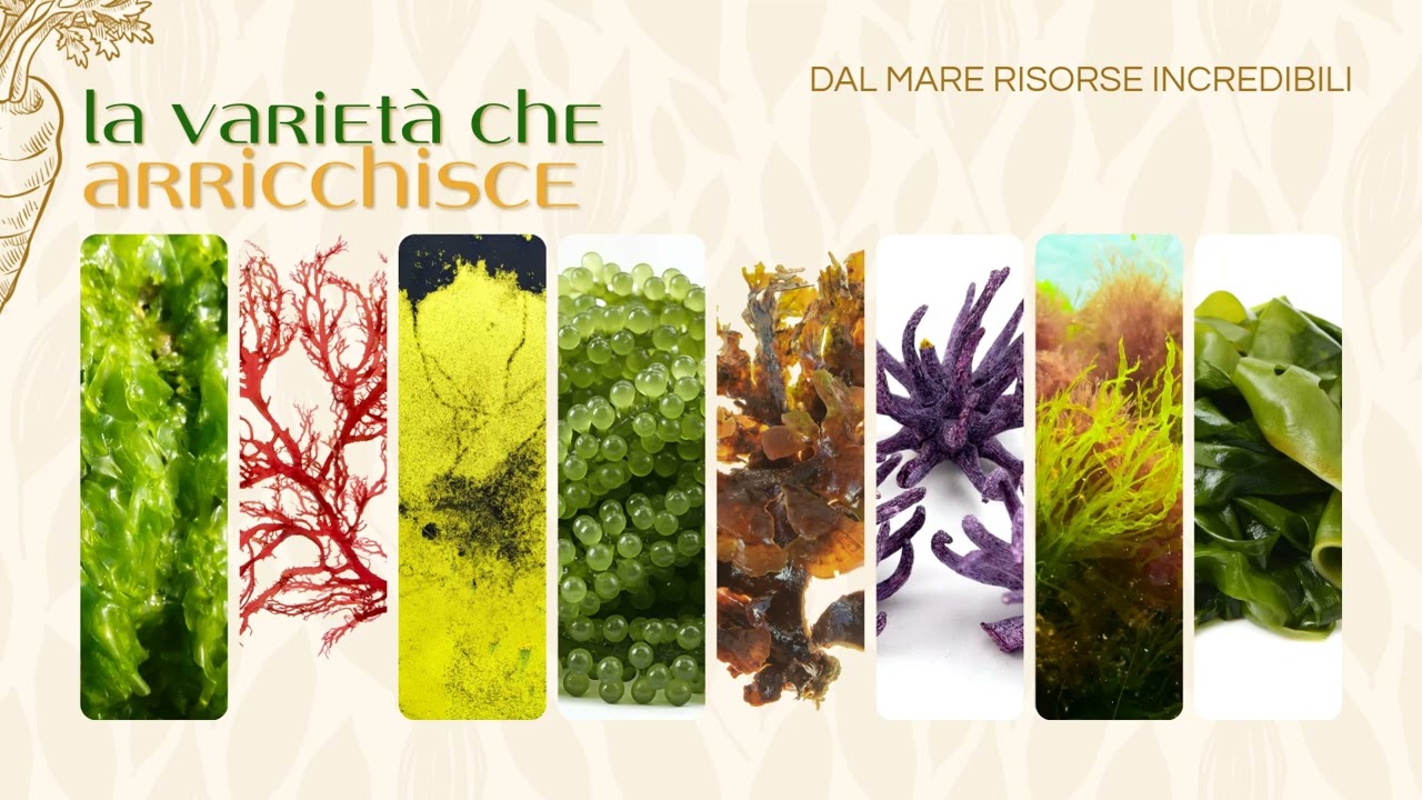 ALCHIMIE VEGETALI I In Cottura 