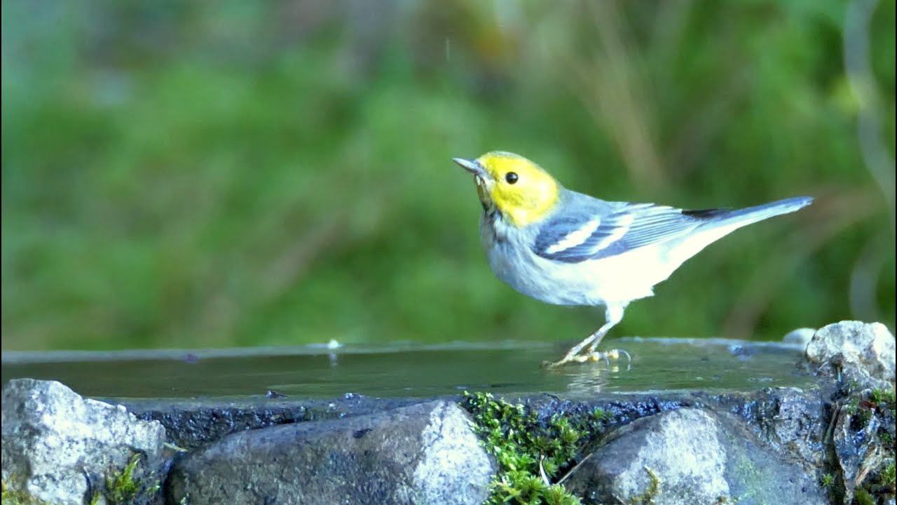Hermit Warbler bathing