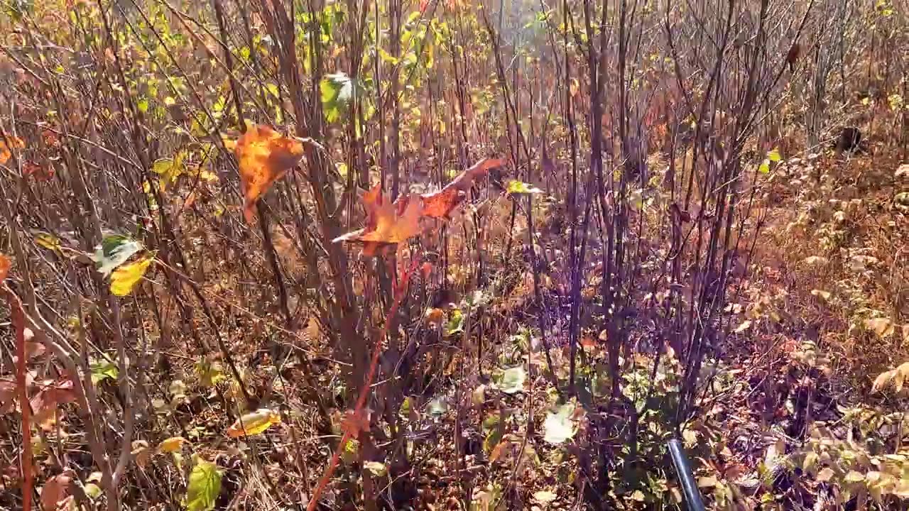 Woodcock face plant