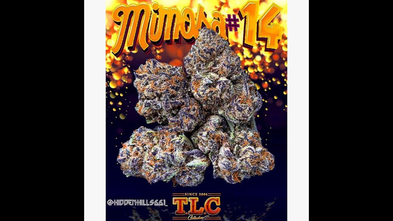 Jungle Boys MIMOSA 14🥂🍊 New strain review