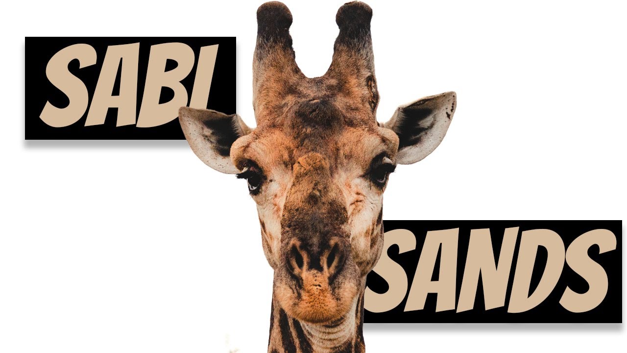 Сафари-парк Sabi Sands&hellip; Ваш гид по незабываемому африканскому сафари! 🦁🦒🦏