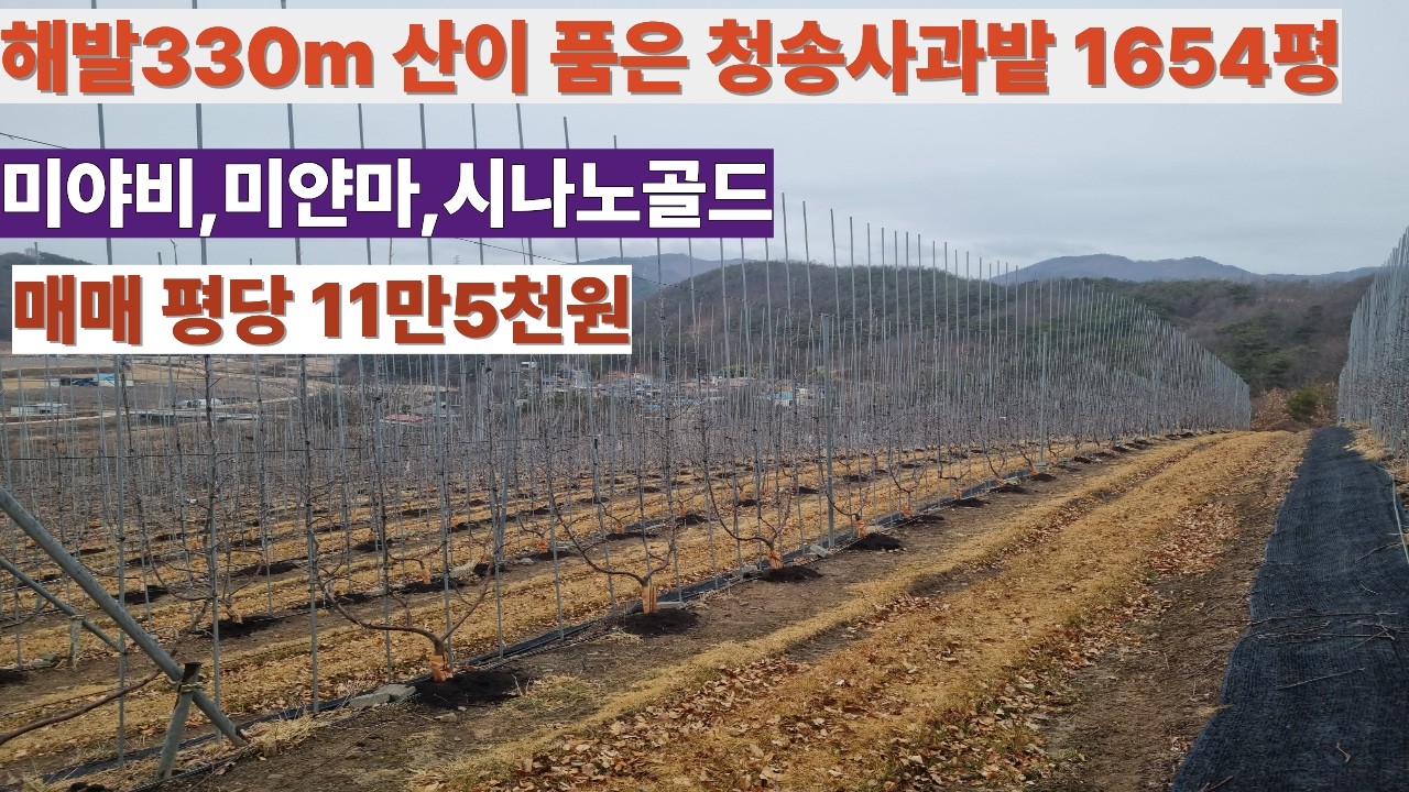 해발 330m 산이 품은 청송 산사과밭 1654평