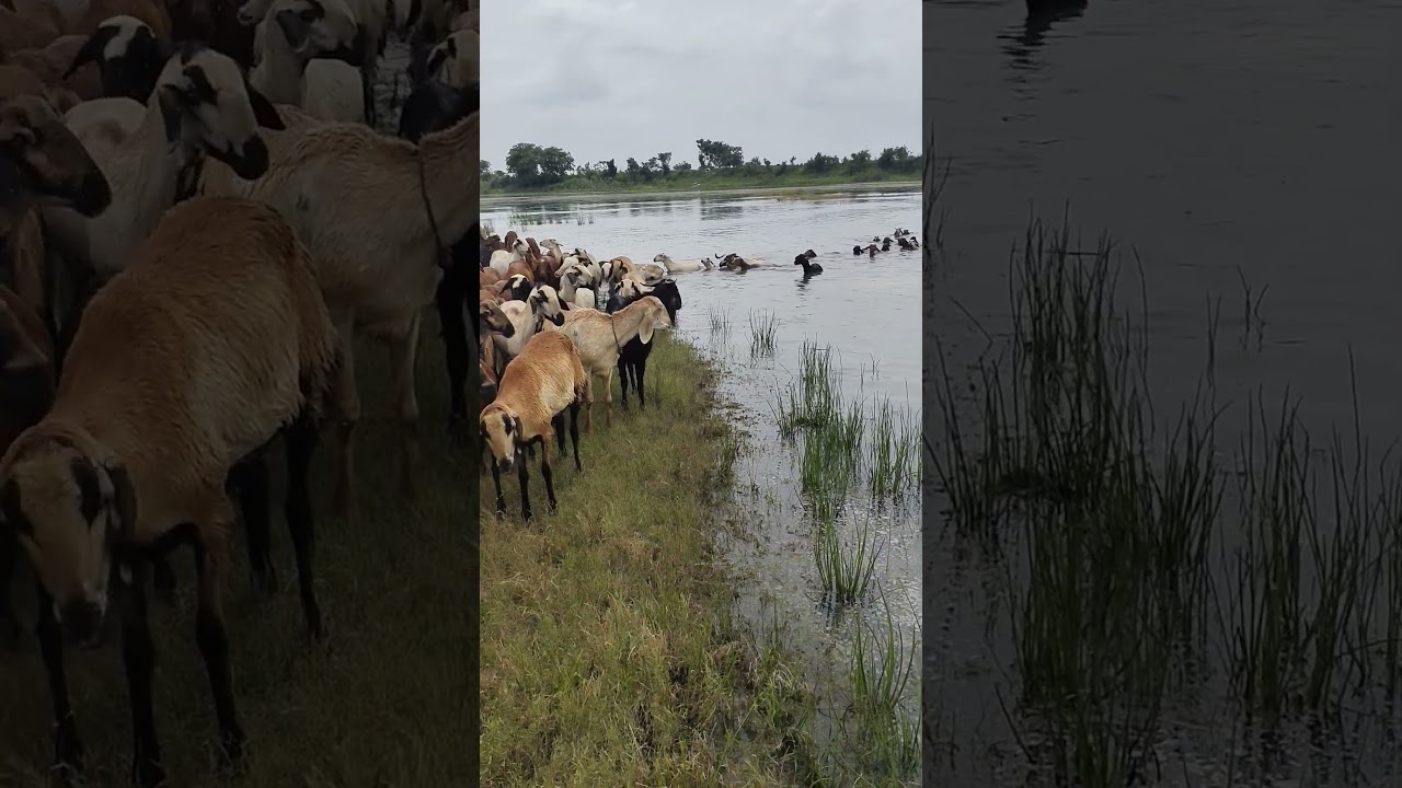 Freshed⚡#goats #goatfarming #goatfarm #sheep #sheepfarming #sheepmarket #sheepfarmer #telangana