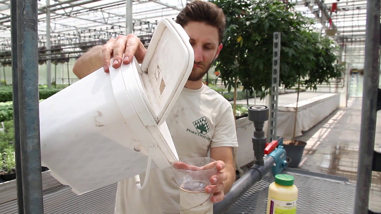 Predatory Mites for Thrips Control with the Bugzooka