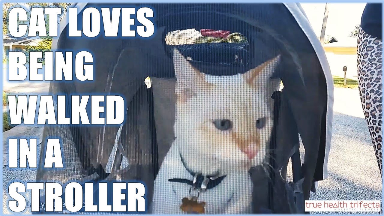 Cat LOVES going on walks in Stroller - Cat Lady Problems / Cat Lady Fitness
