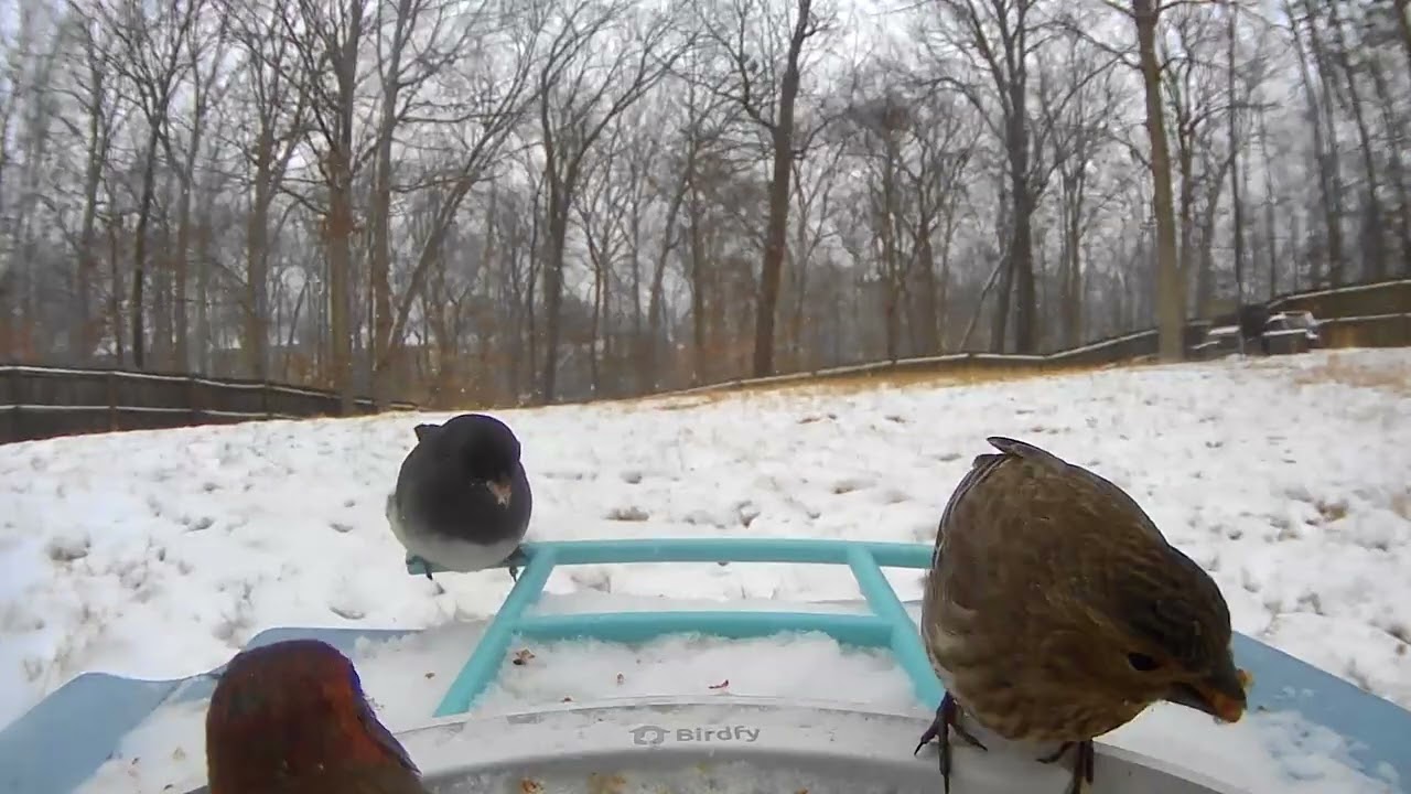 Birds at Feeder | Suwanee Georgia