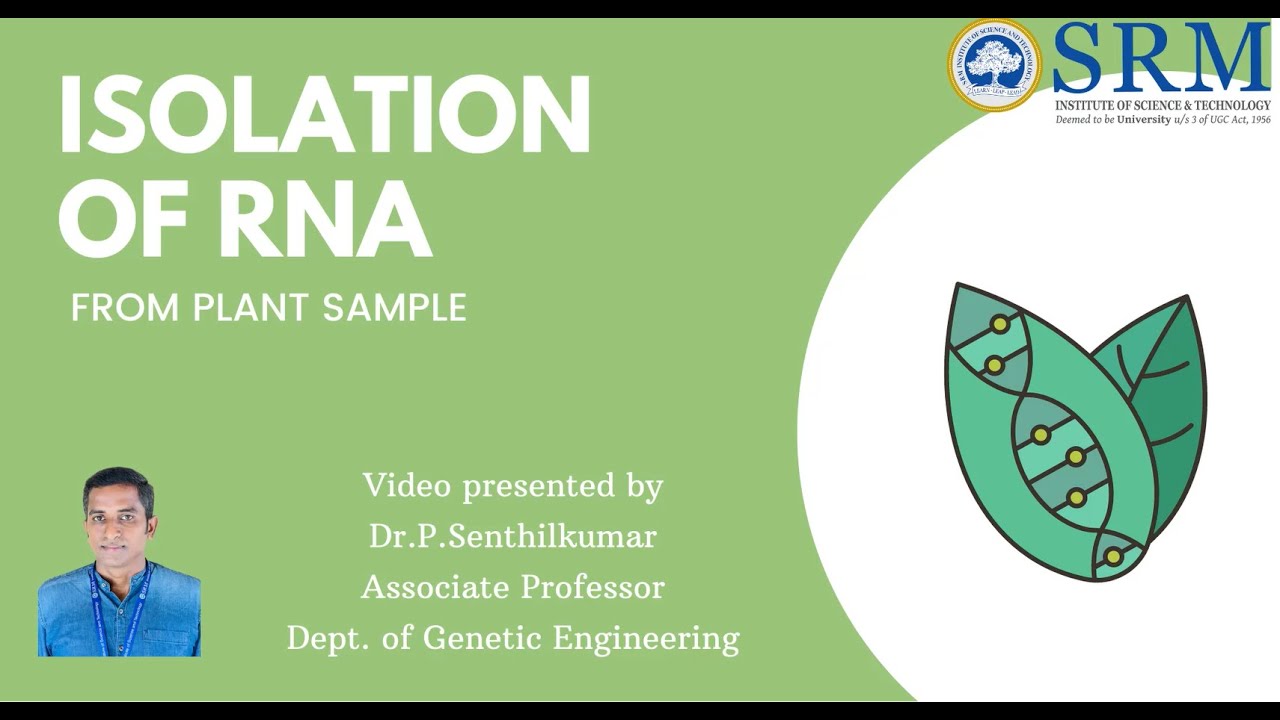 RNA isolation from Plant sample | Plant Biotechnology Lab | Genetic Engineering | SRM