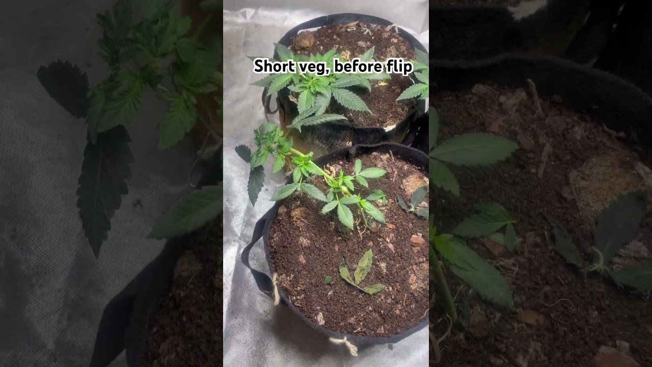 Afghan Kush