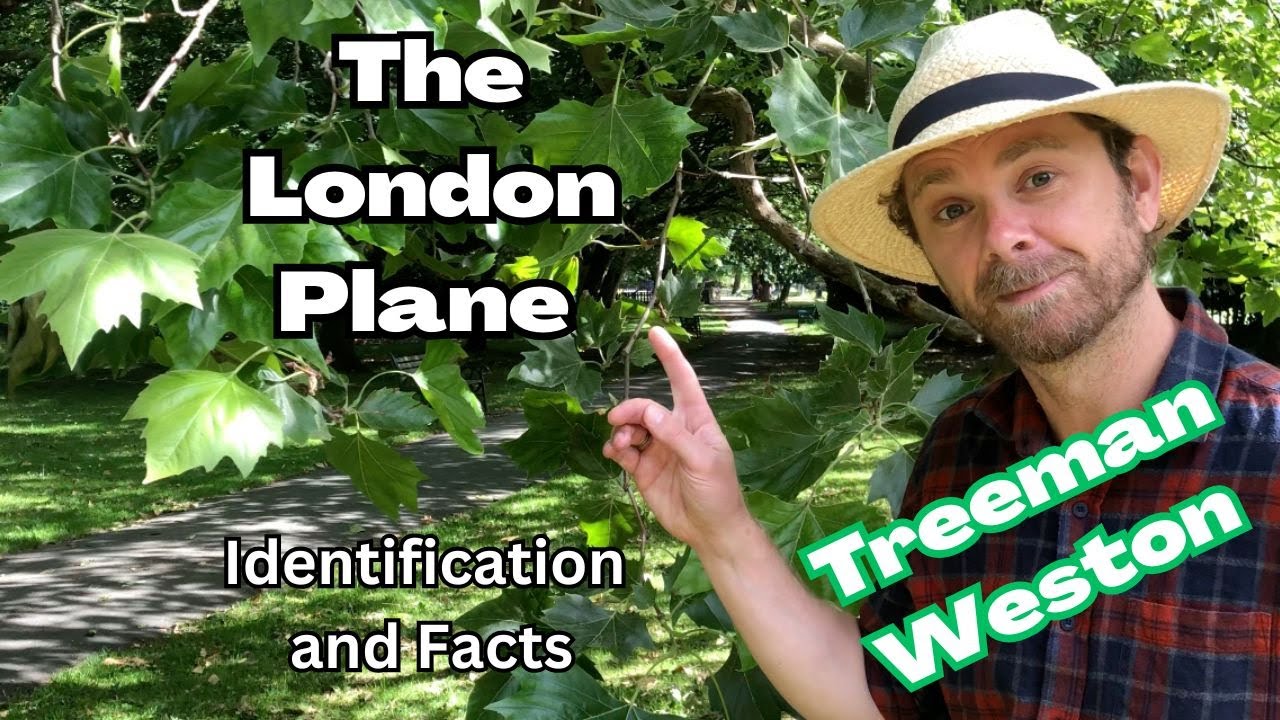 London Plane Tree Identification (Platanus × hispanica)
