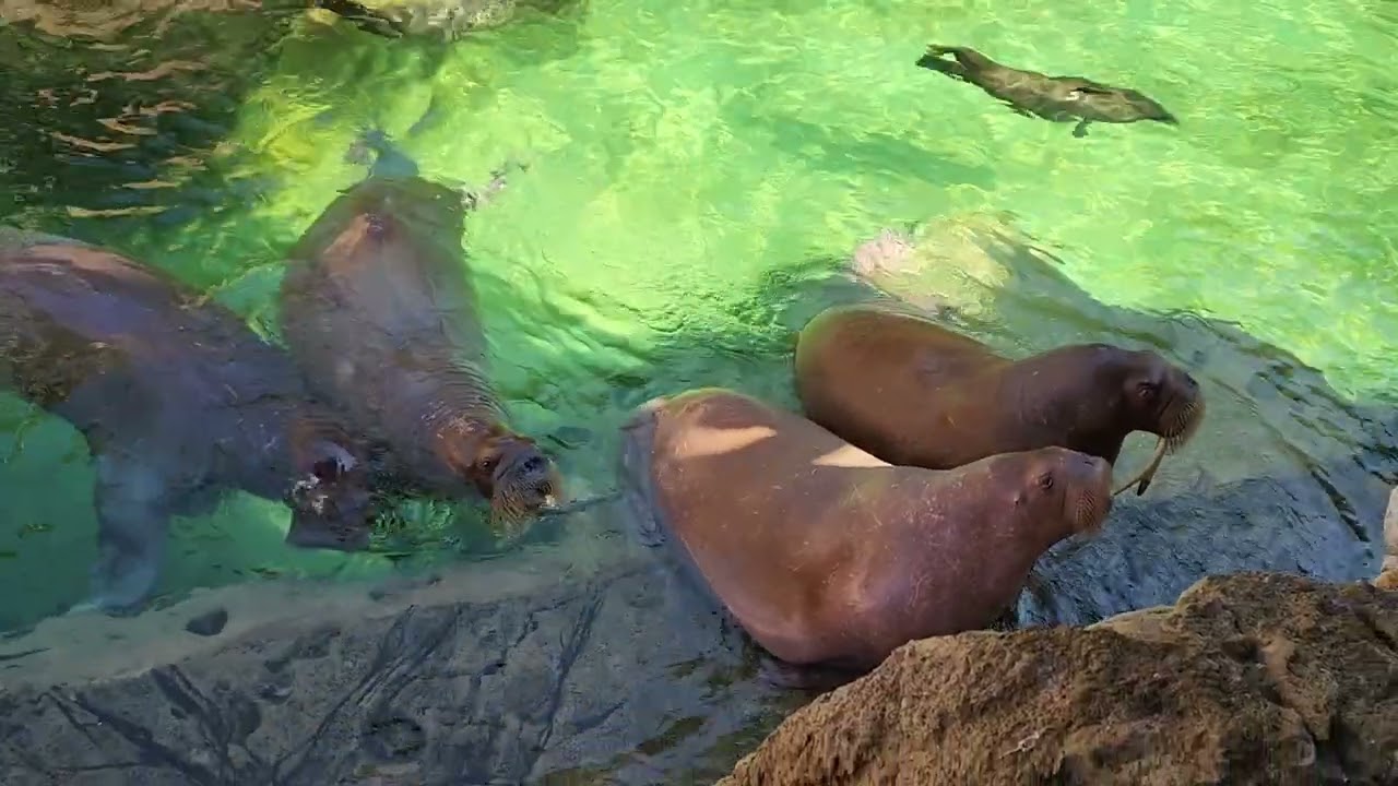 Walrus whistle and clap for snacks 海象吹口哨和拍掌讨零食