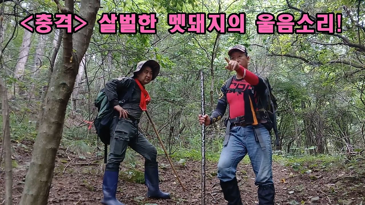 충격, 살벌한 멧돼지의 울음소리!