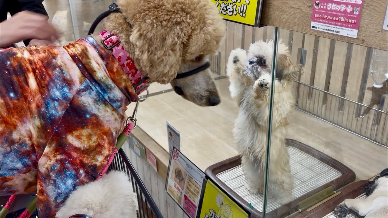 【ジャイアンかよ．．．】人のものは俺のもの。取られる方が悪いのです。byバーニー　犬ミーム　猫ミーム