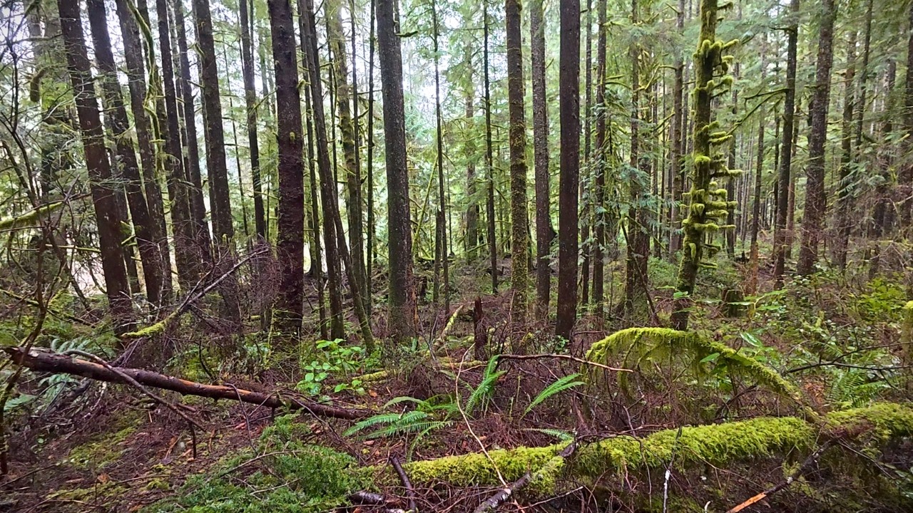 Deep Forest Rain Sounds - Relaxing Forest Rain for Deep Sleep (8 Hours)