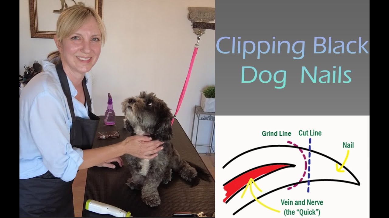 Стрижка когтей чёрной собаки (со шлифовкой) — Gina's Grooming