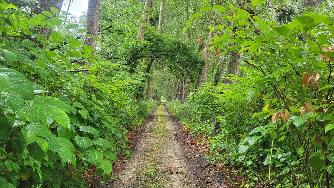 Jour - 36 de Sezanne à  Gionges - 20 Kms + 13 en voiture