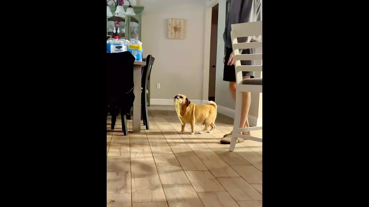 Dreamatic dogs eat food 🤣#dog #funnyvideos #funnydog #cute#YouTube#funny