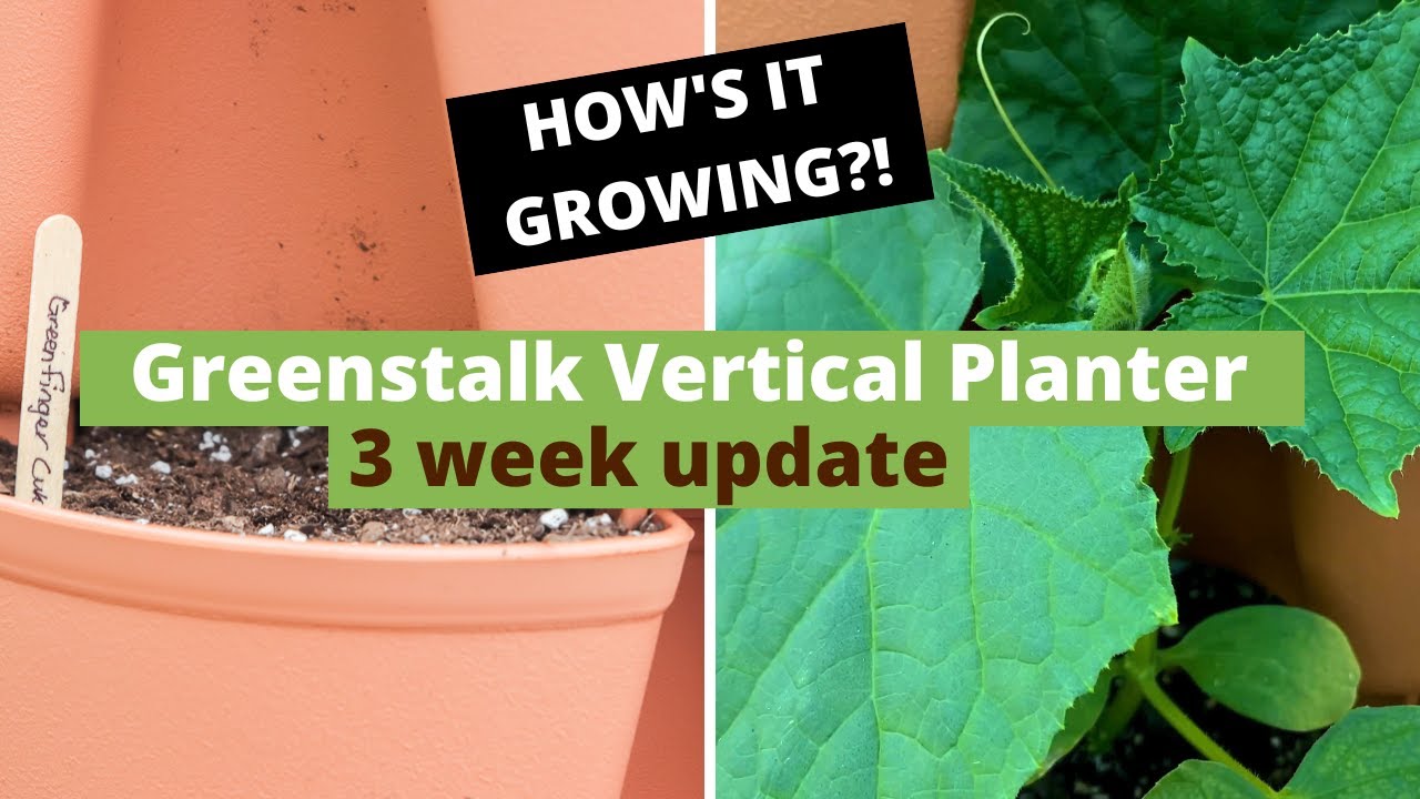 3 Week Greenstalk Vertical Planter Update plus we added new broccoli plants!
