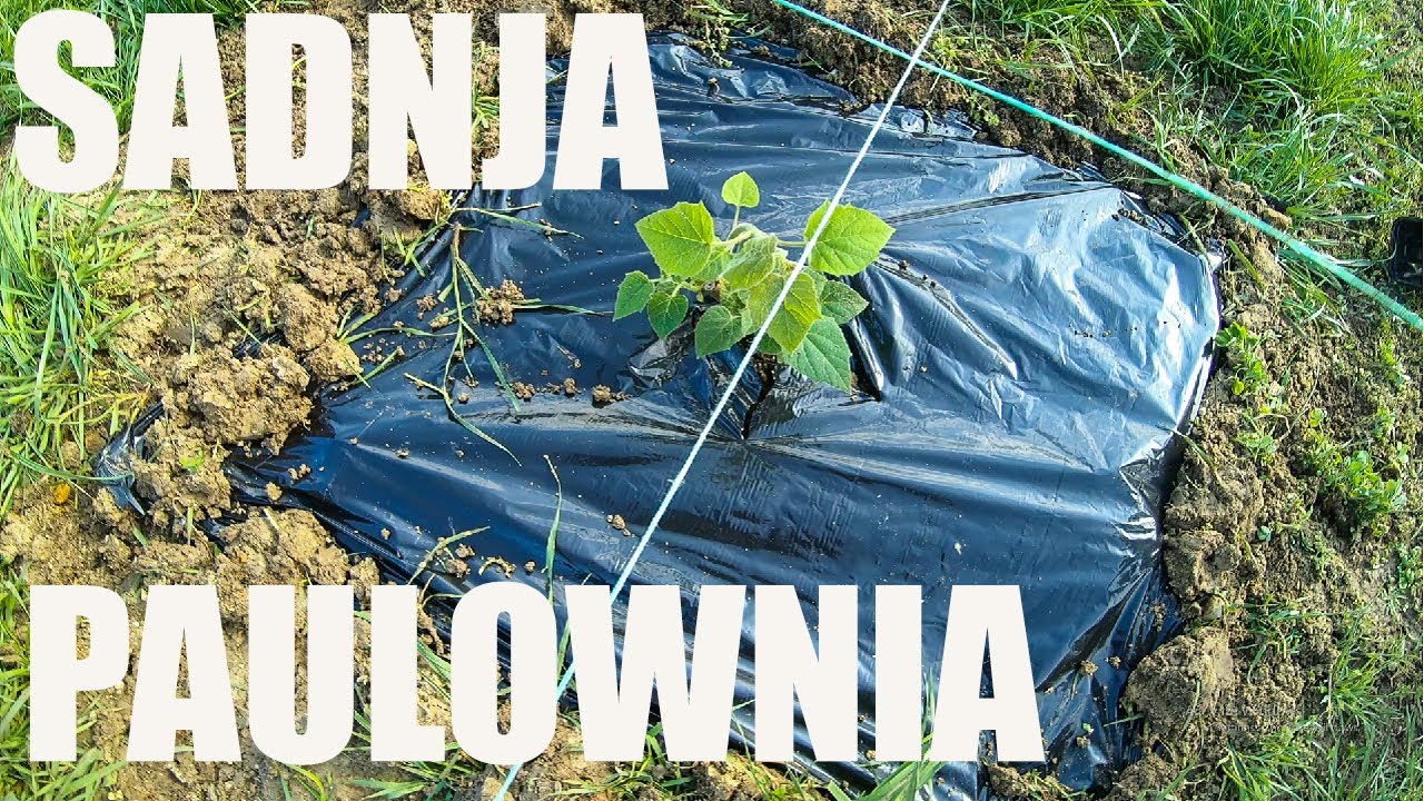 Paulownia tree Shan Thong spring planting - Prolecna sadnja Paulovnije