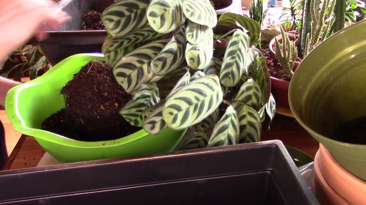 Ctenanthe Burle marxii care and propogation