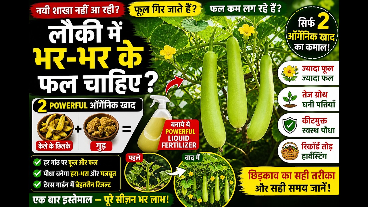 लौकी में नई शाखा कैसे लाए2 पावरफुल खाद से डबल ग्रोथ + बंपर हार्वेस्ट|टेरेस पर रिकॉर्ड तोड़ हार्वेस्ट