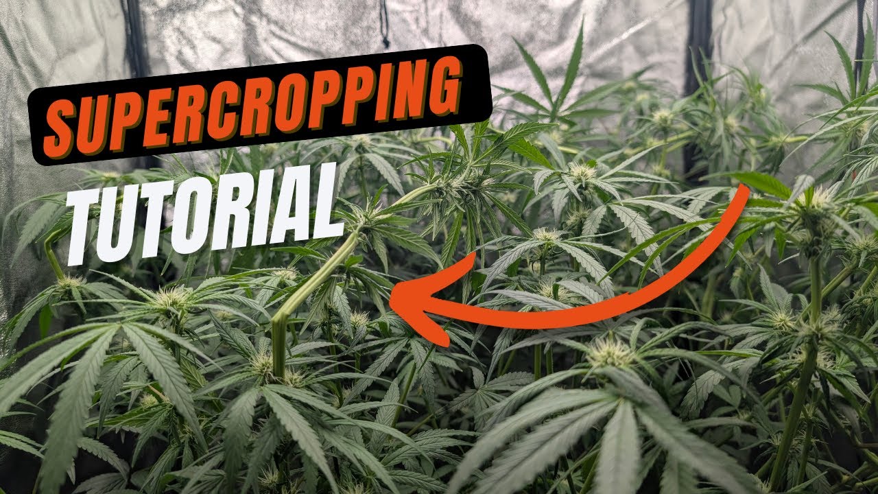 Pflanze zu gro&szlig; f&uuml;rs Zelt? 💥 Supercropping & Automatisierung vor dem Urlaub | Spider Farmer DWC Grow