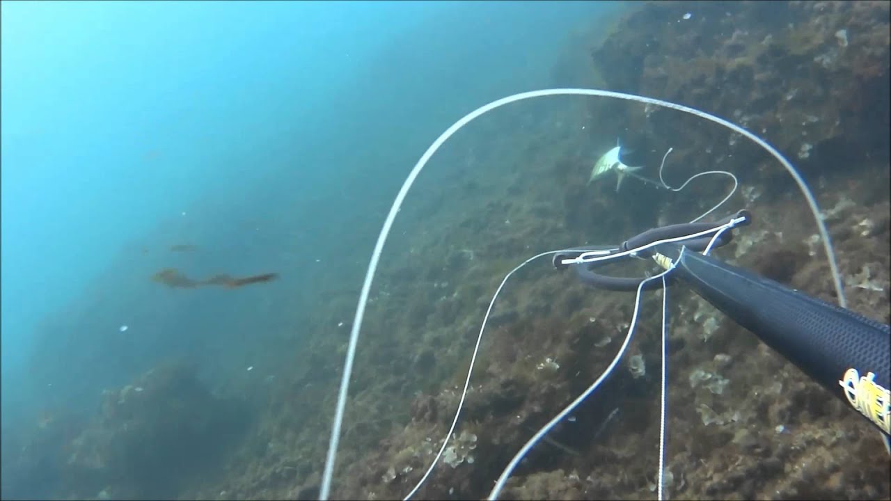 pescasub nella risacca sarago spigola orata con cayman hf carbon 90 omer e gomme performer