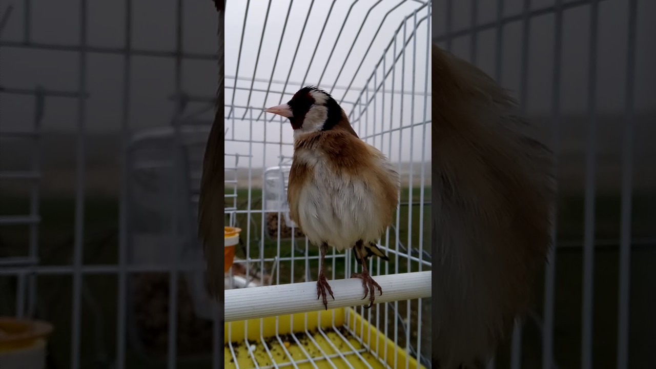 مقنين الشرق ربي بارك