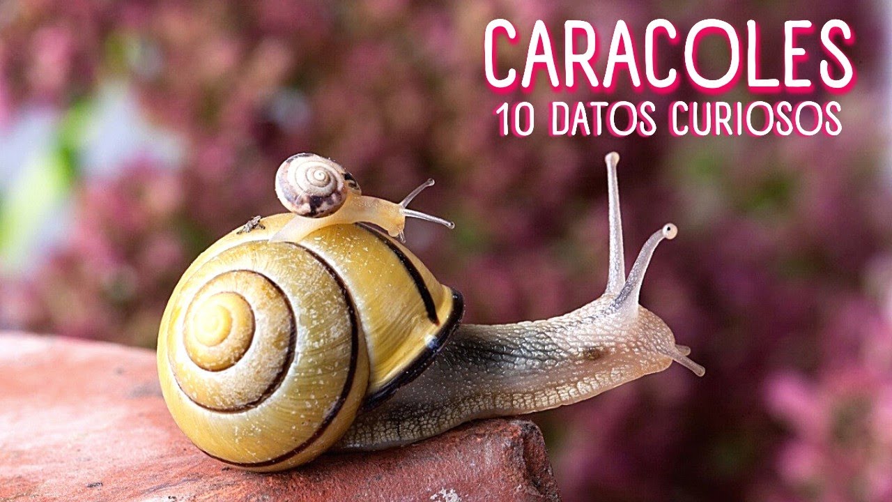 LOS CARACOLES 🐌10 COSAS SOBRE LOS CARACOLES 🐌  DATOS CURIOSO DE LOS CARACOLES #caracoles