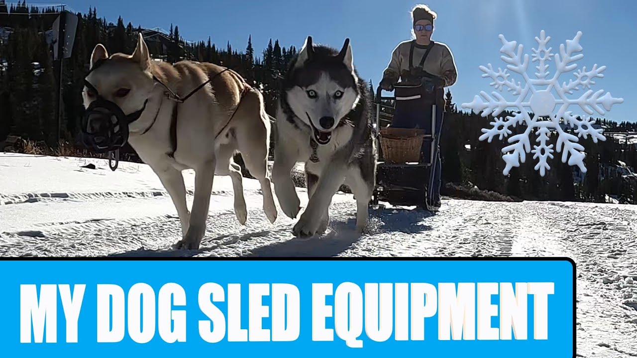 My dog sledding equipment for a two dog team with a Kicksled