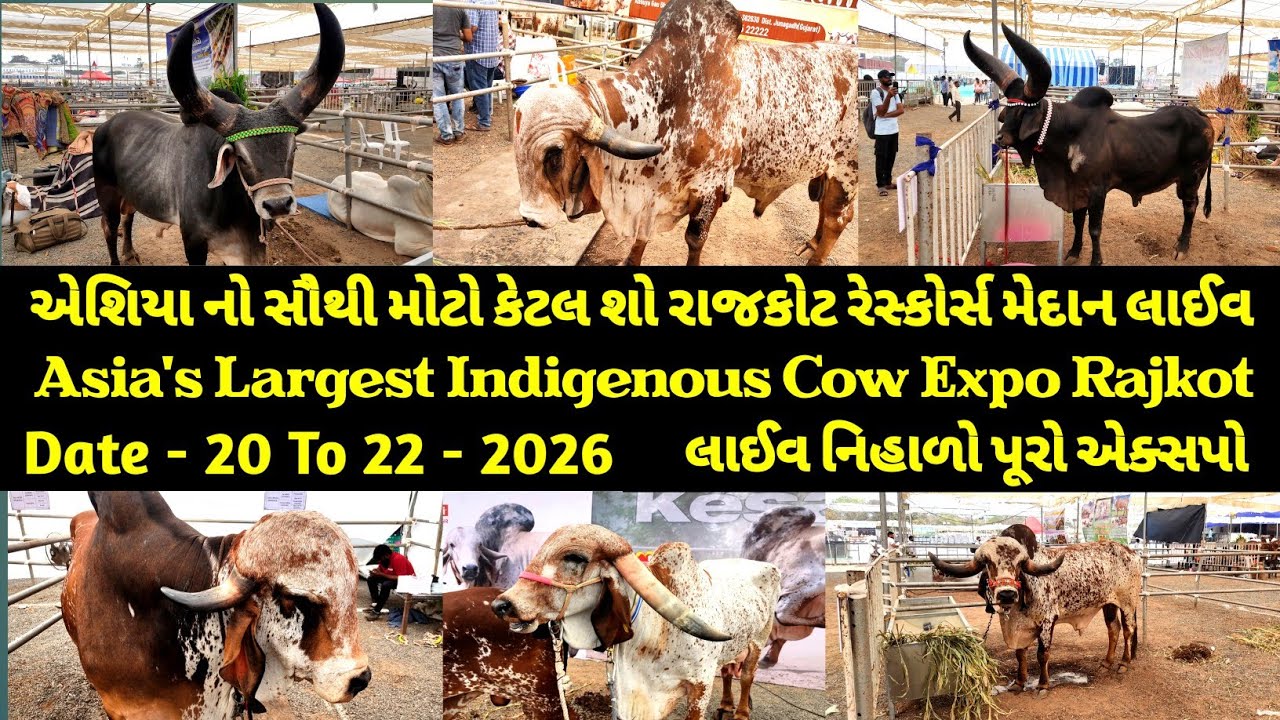 એશીયા નો સૌથી મોટો કેટલ શો રાજકોટ રેસ્કોર્સ મેદાન / Asia's Largest Indigenous cattle show rajkot 