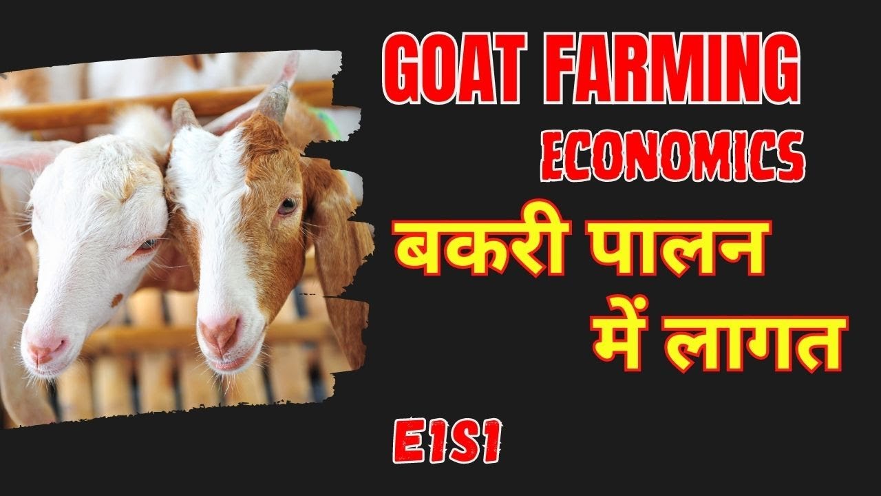 Economics of #Goat Farming E1S1 #goatfarming #goateconomics #goatfarm