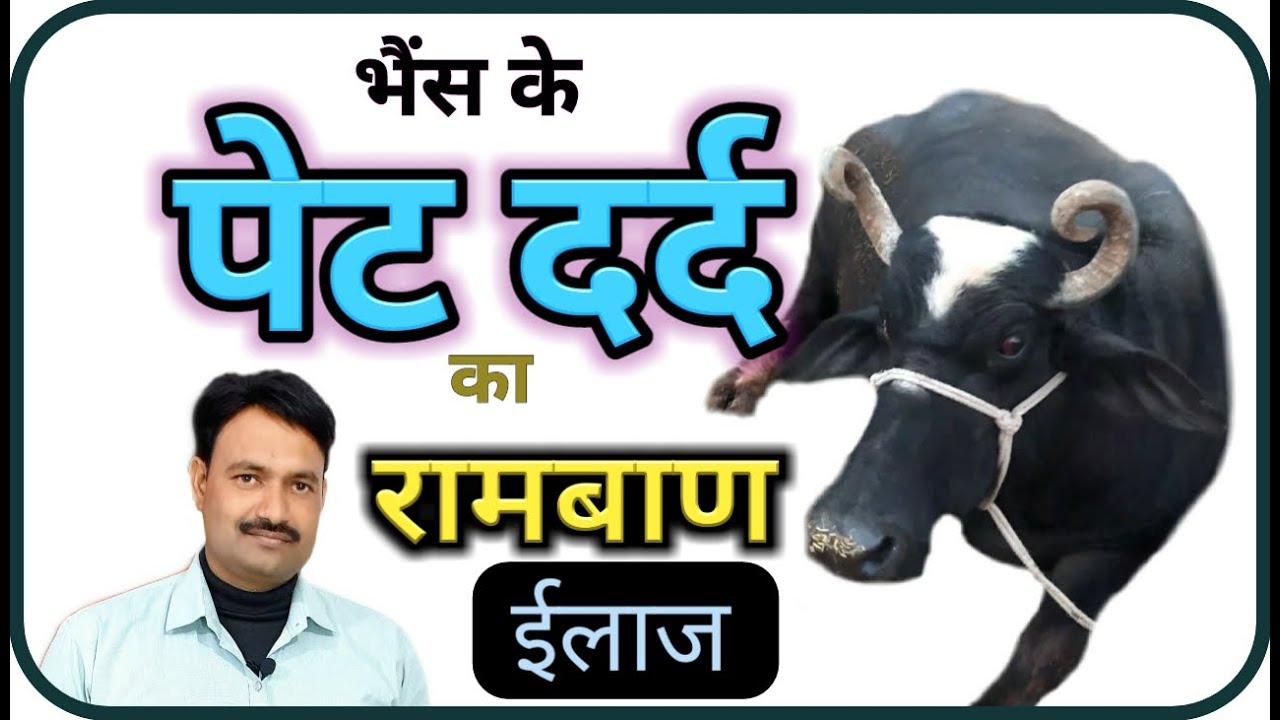 भैंस के पेट दर्द का इलाज / bhains ke pet mein dard / भैंस के पेट दर्द की दवा 100% प्रभावी