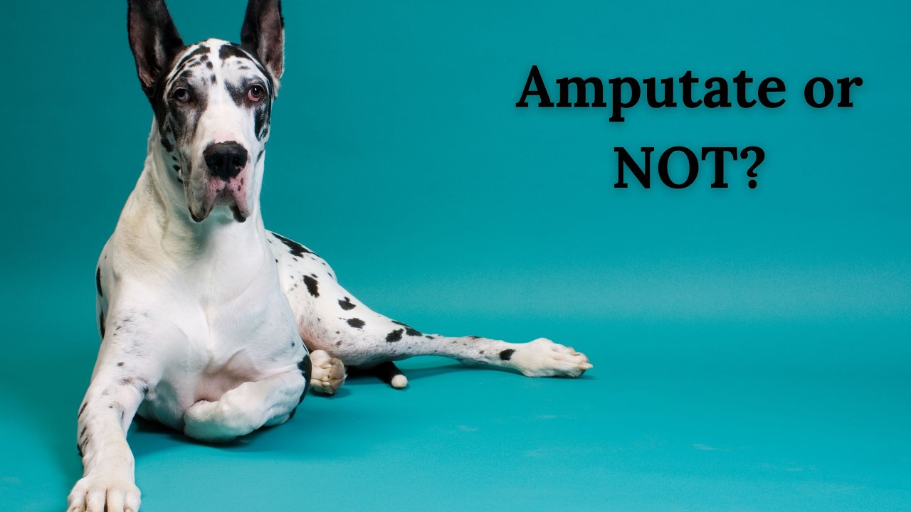 Canine Osteosarcoma: Traditional treatments and alternatives