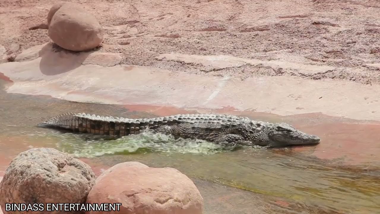 Crocodile (Magarmach)|| Crocodile in River || Funny Crocodiles