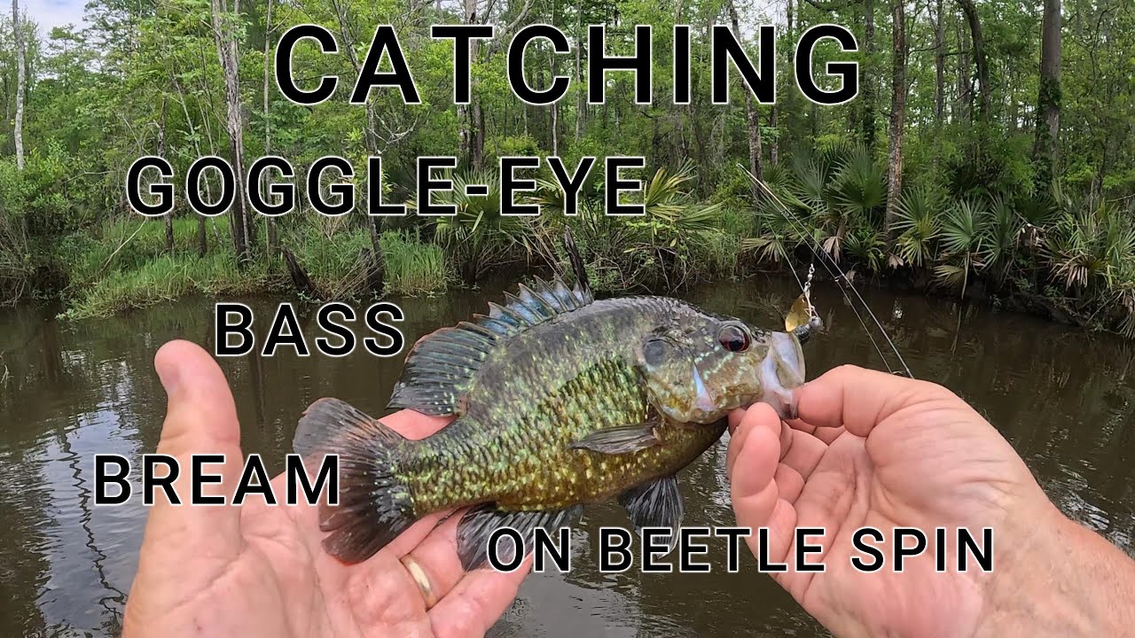 Catching Goggle-eye, Bass, and Bream on Beetle Spin Mobile Tensaw River Delta